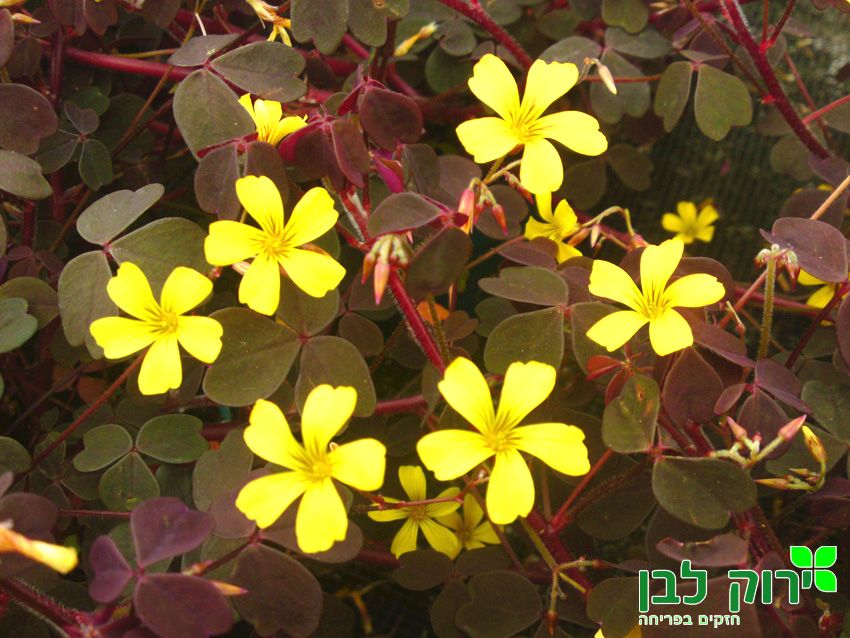 חמציץ וולקני