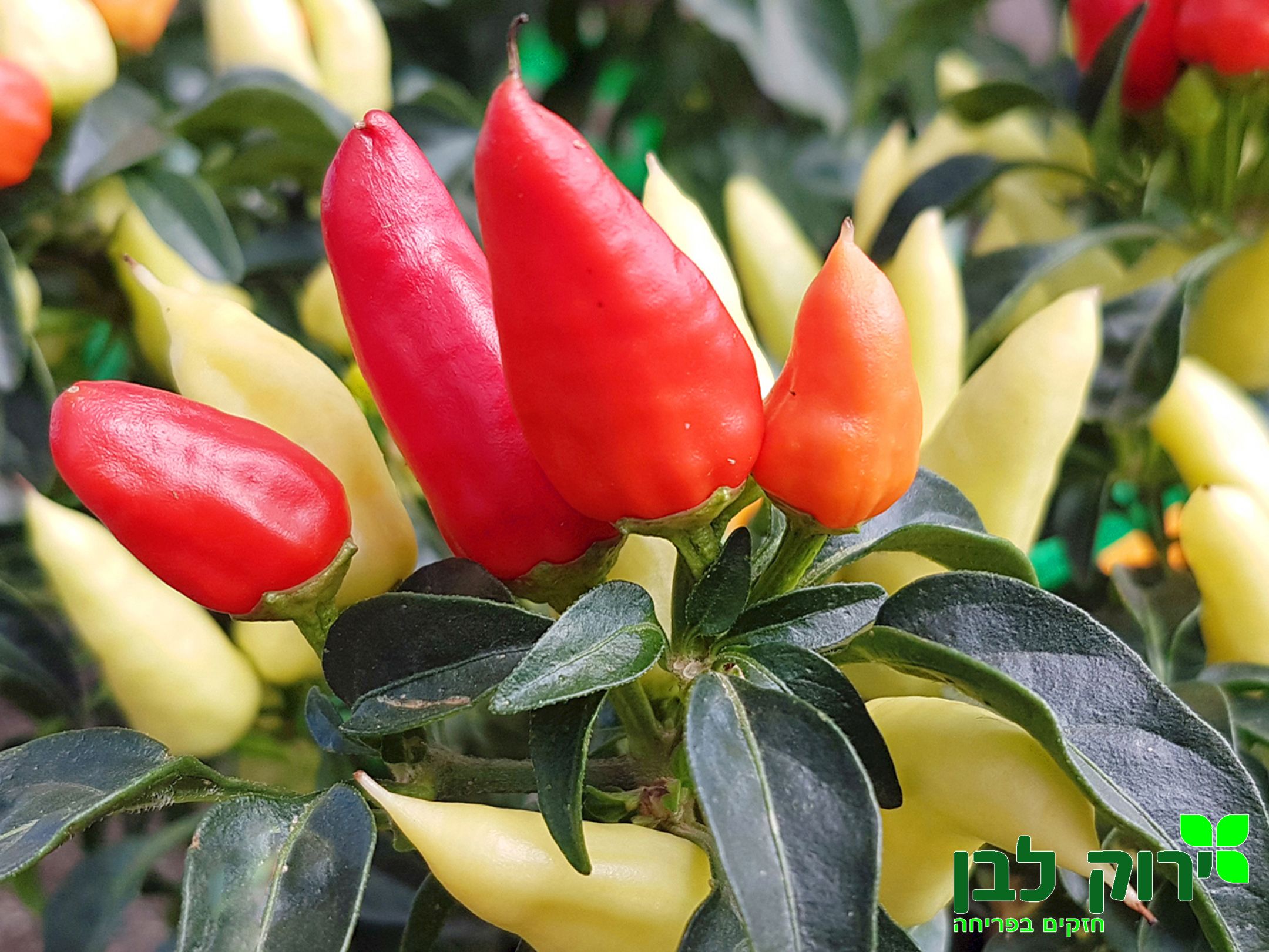 פלפל נוי "טרז'ר"