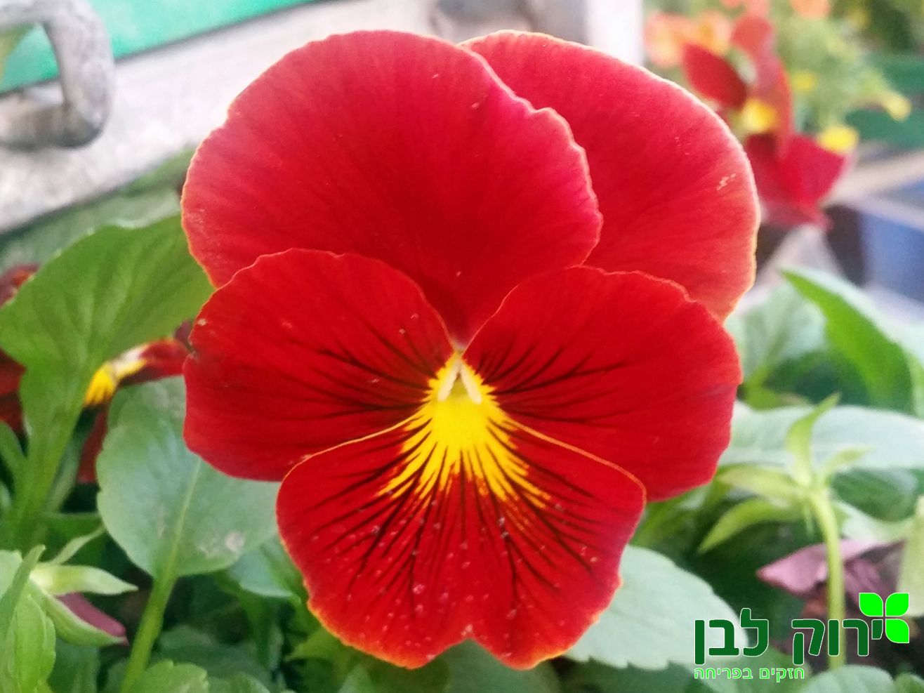 אמנון ותמר- פרח חלק