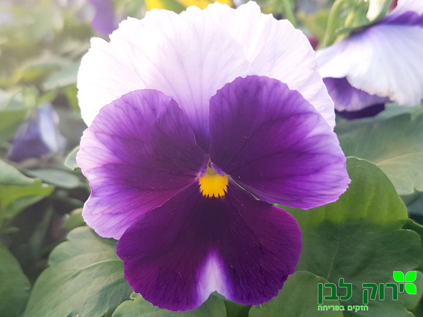 אמנון ותמר- פרח מיוחד