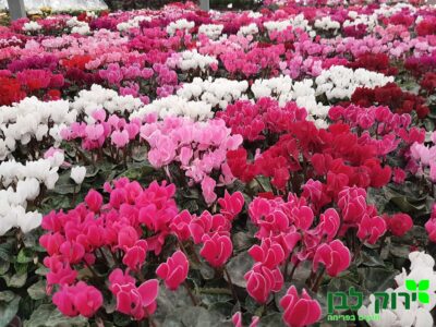 רקפת- פרח מיני