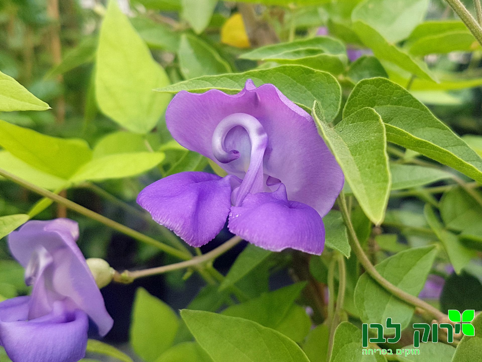 שעועית (לוביית) החלזון