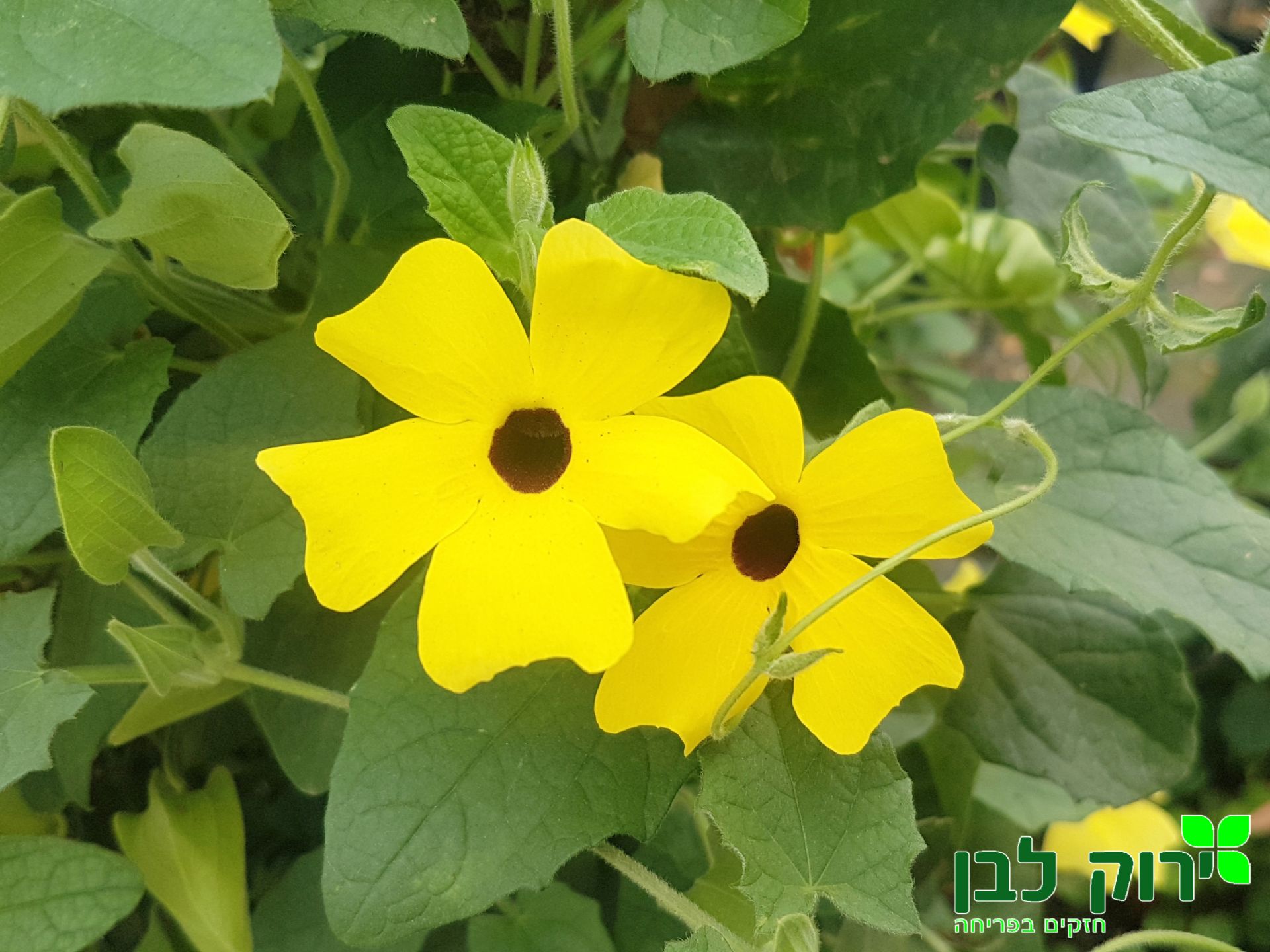 תונברגיה סוזי (מכונפת)