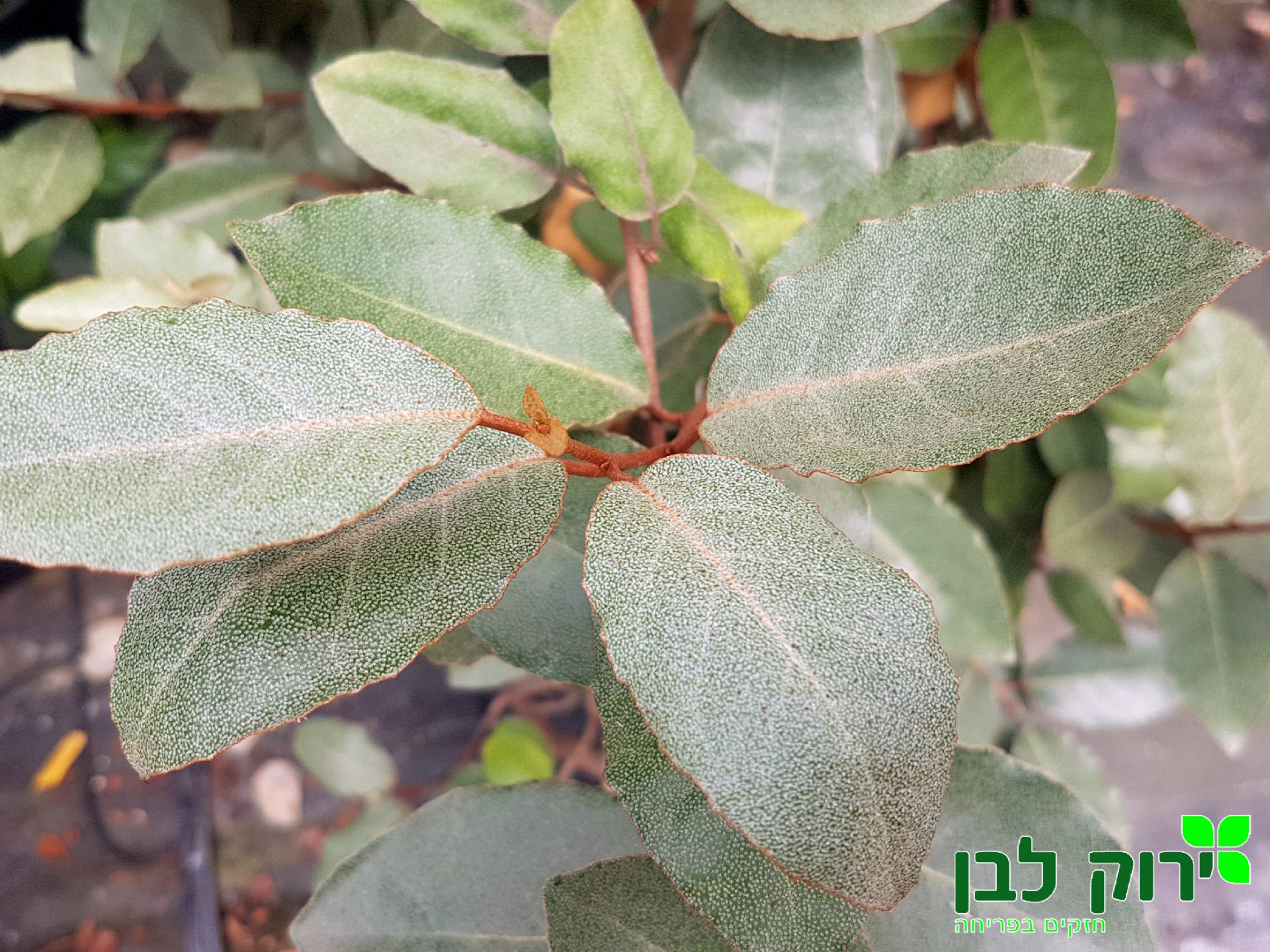 עץ השמן המנוקד