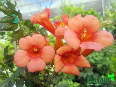 עקולית משרישה