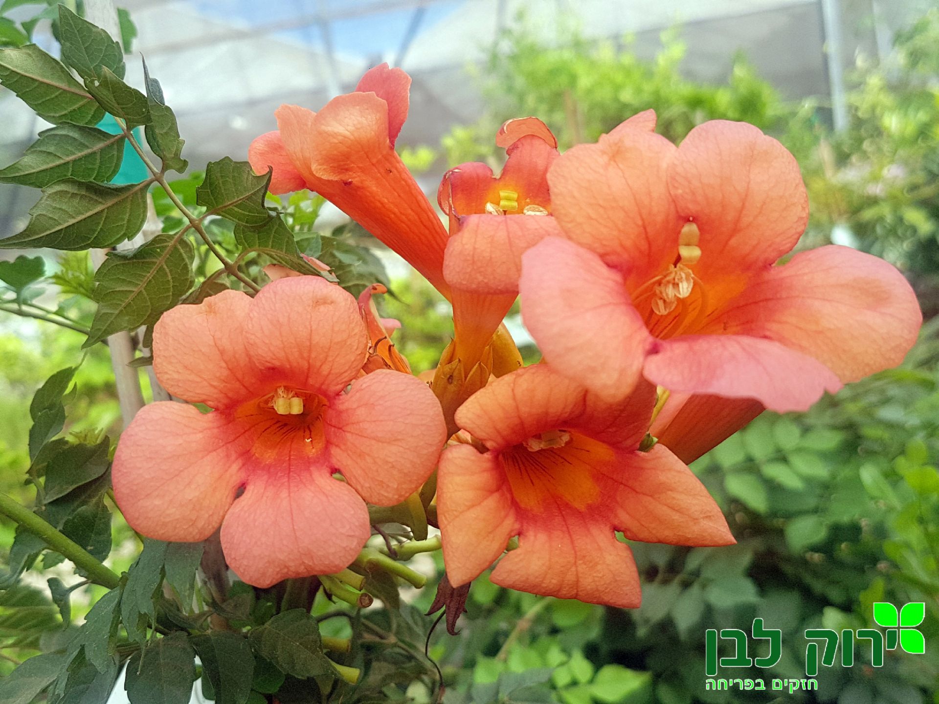 עקולית משרישה