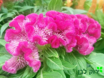 צלוזיה כרבולת