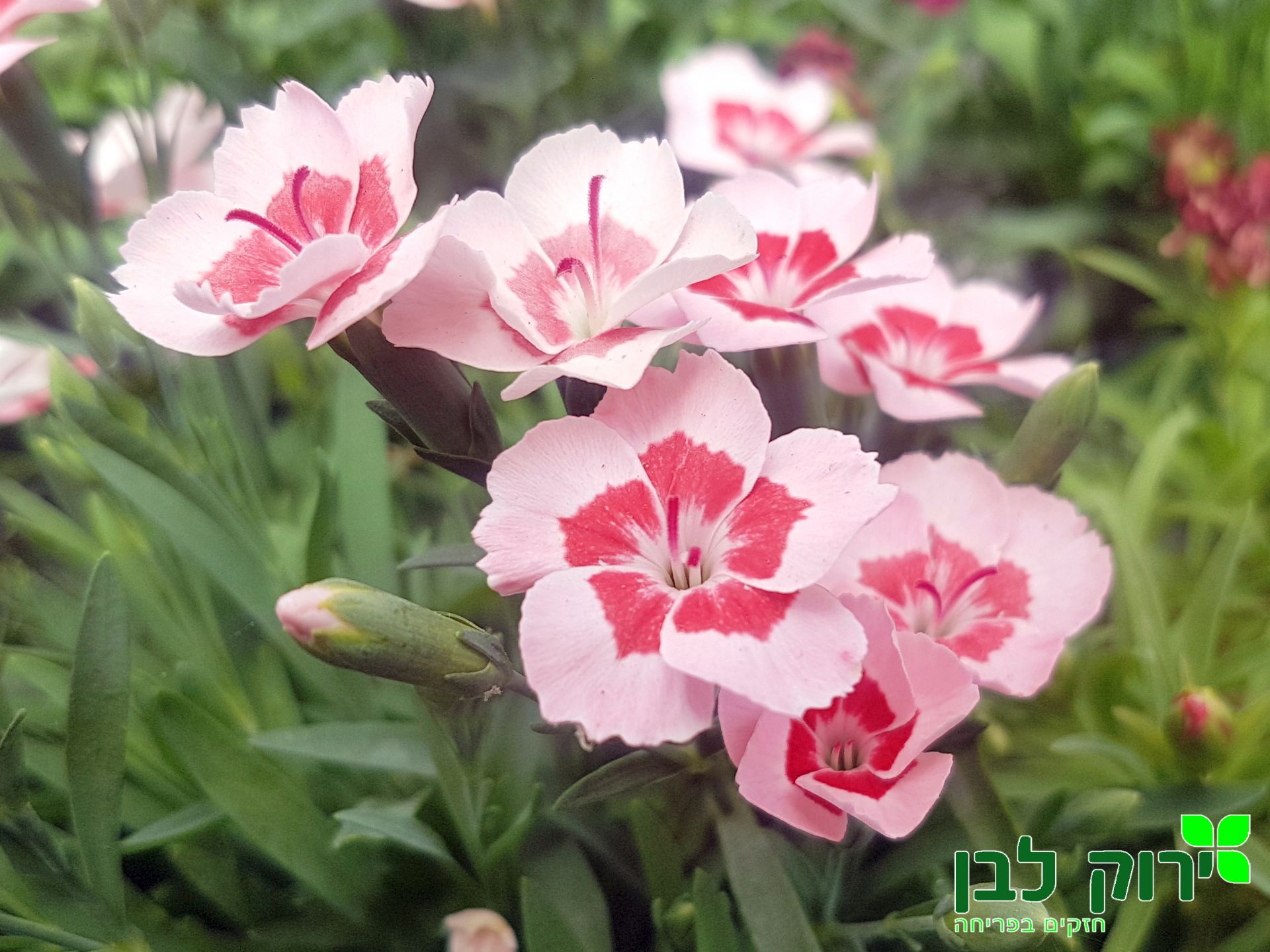 צפורן פיץ' פארטי ©