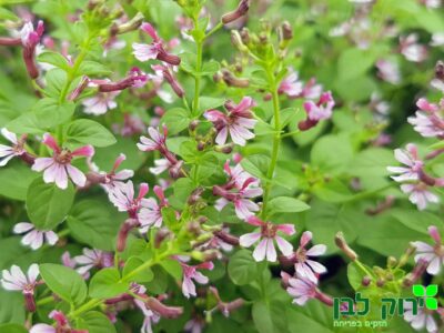 קופאה (גבנון) פינק שימר