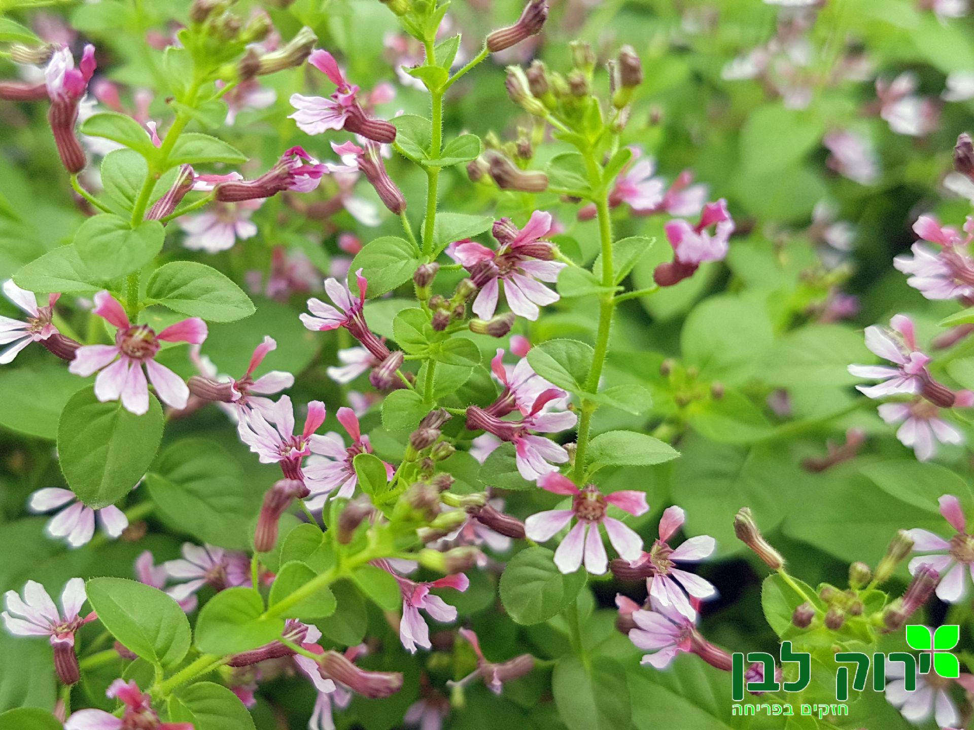 קופאה (גבנון) פינק שימר