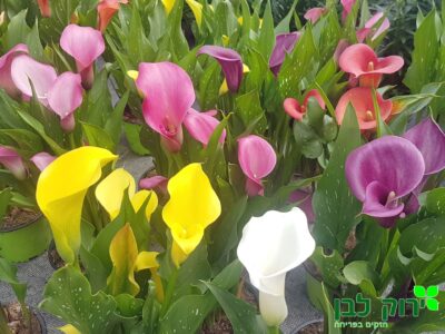 בת קלה צבעונית