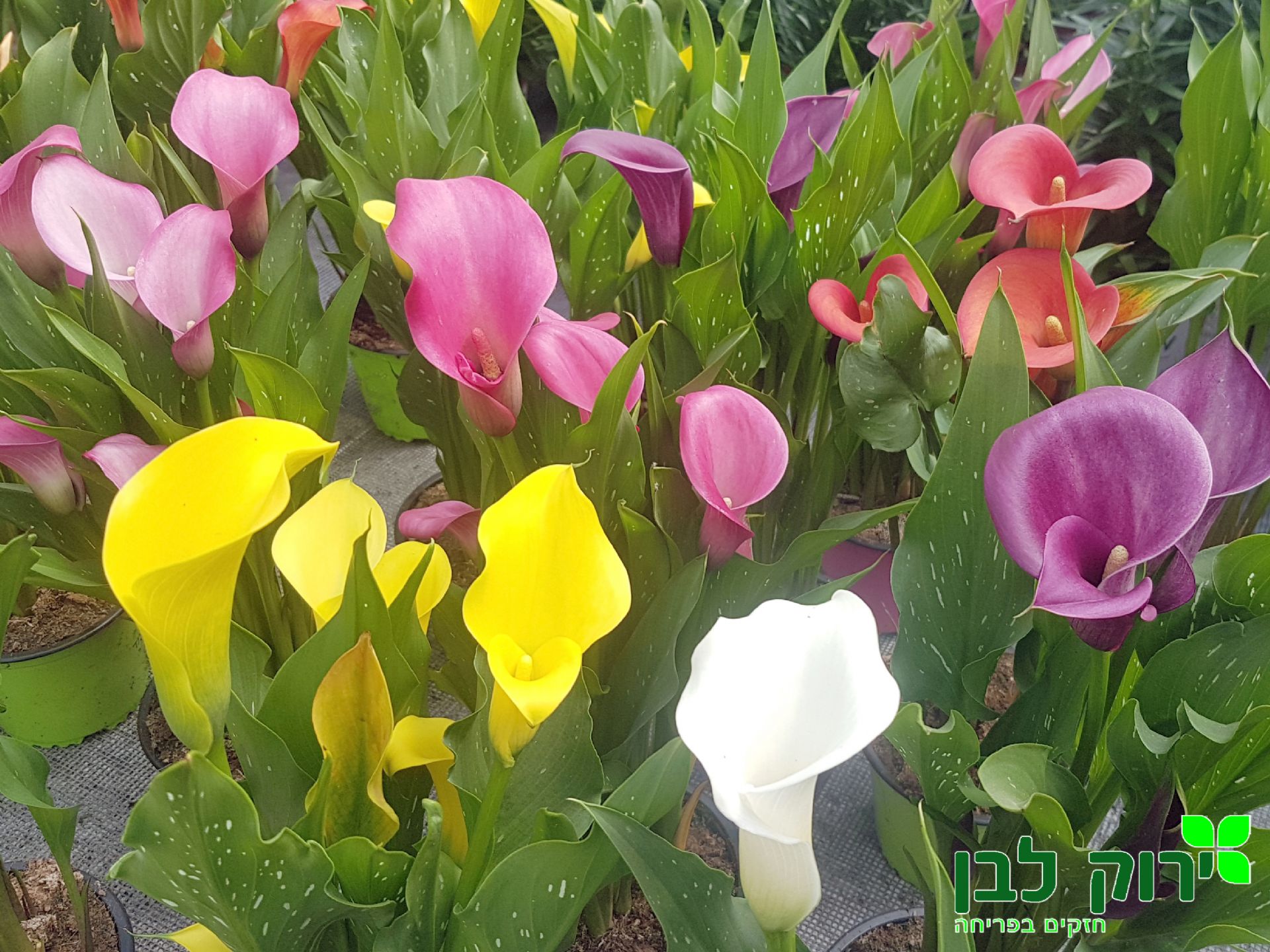 בת קלה צבעונית