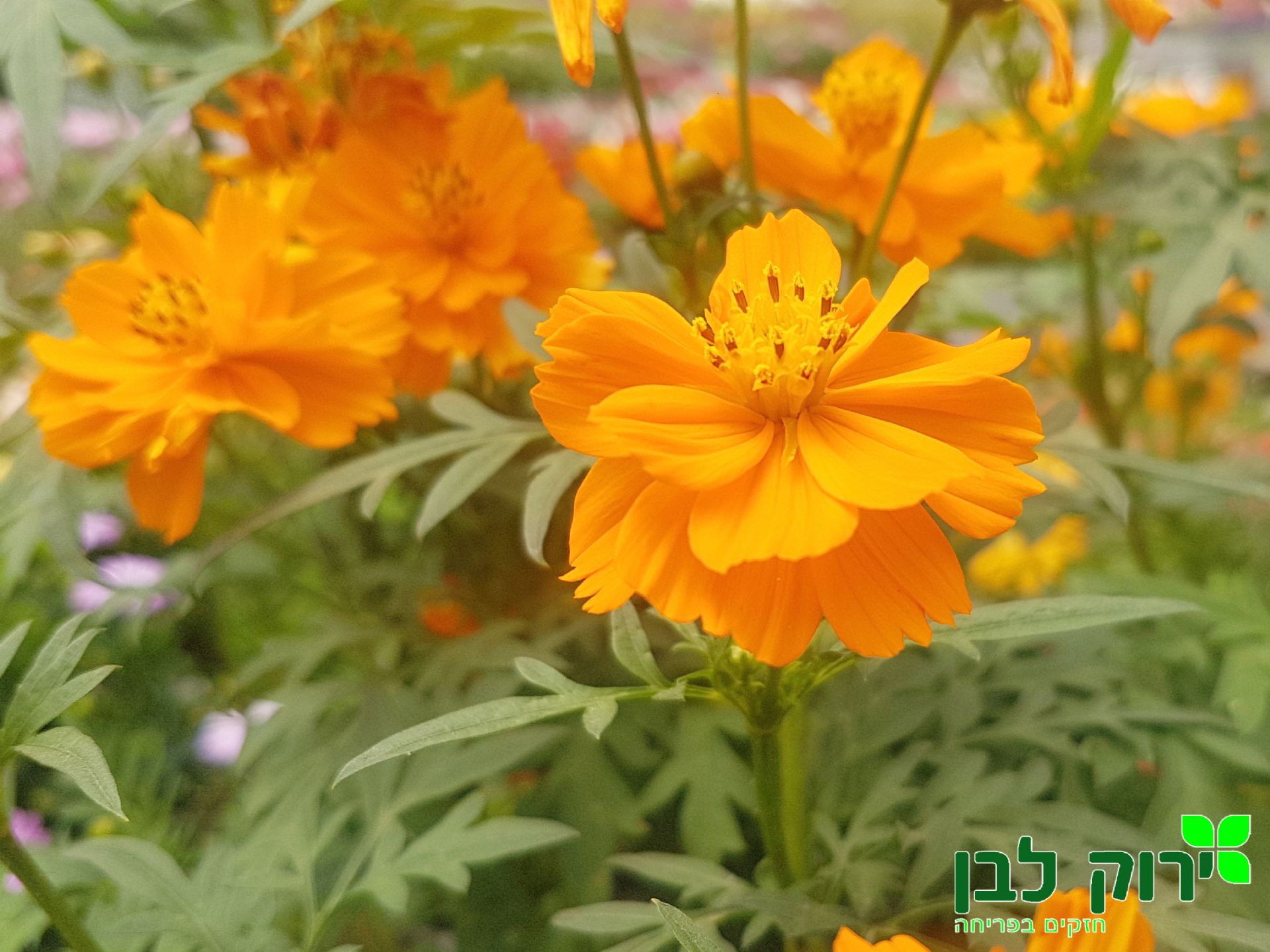 קוסמוס גופרתי