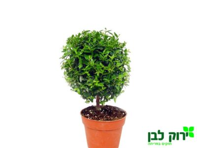 הדס טרנטיני מעוצב