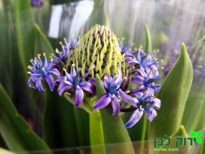 סקילה פרוביאנה