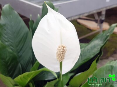 ספטיפיליום