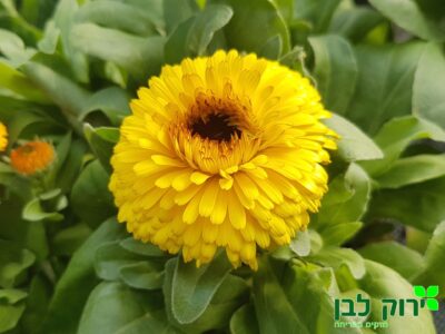 צפורני חתול