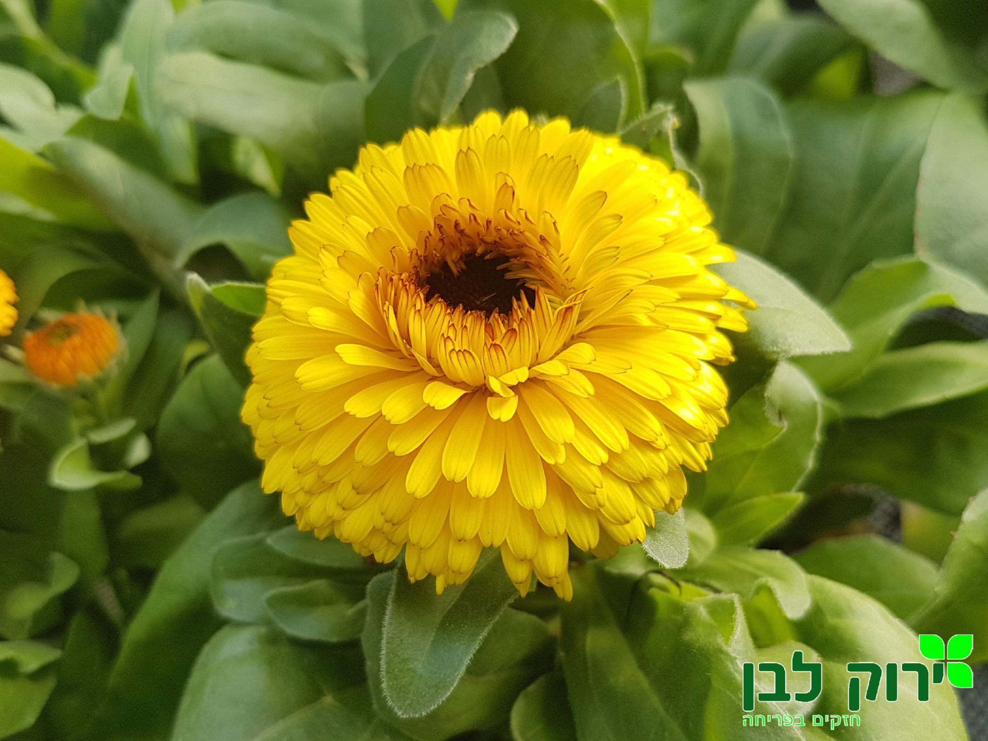 צפורני חתול