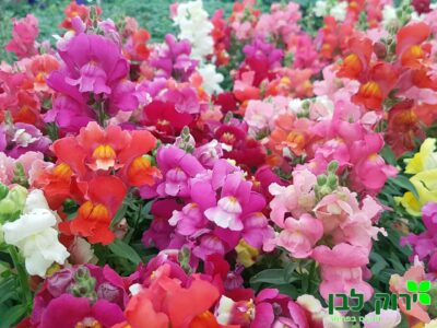 לוע הארי- נמוך