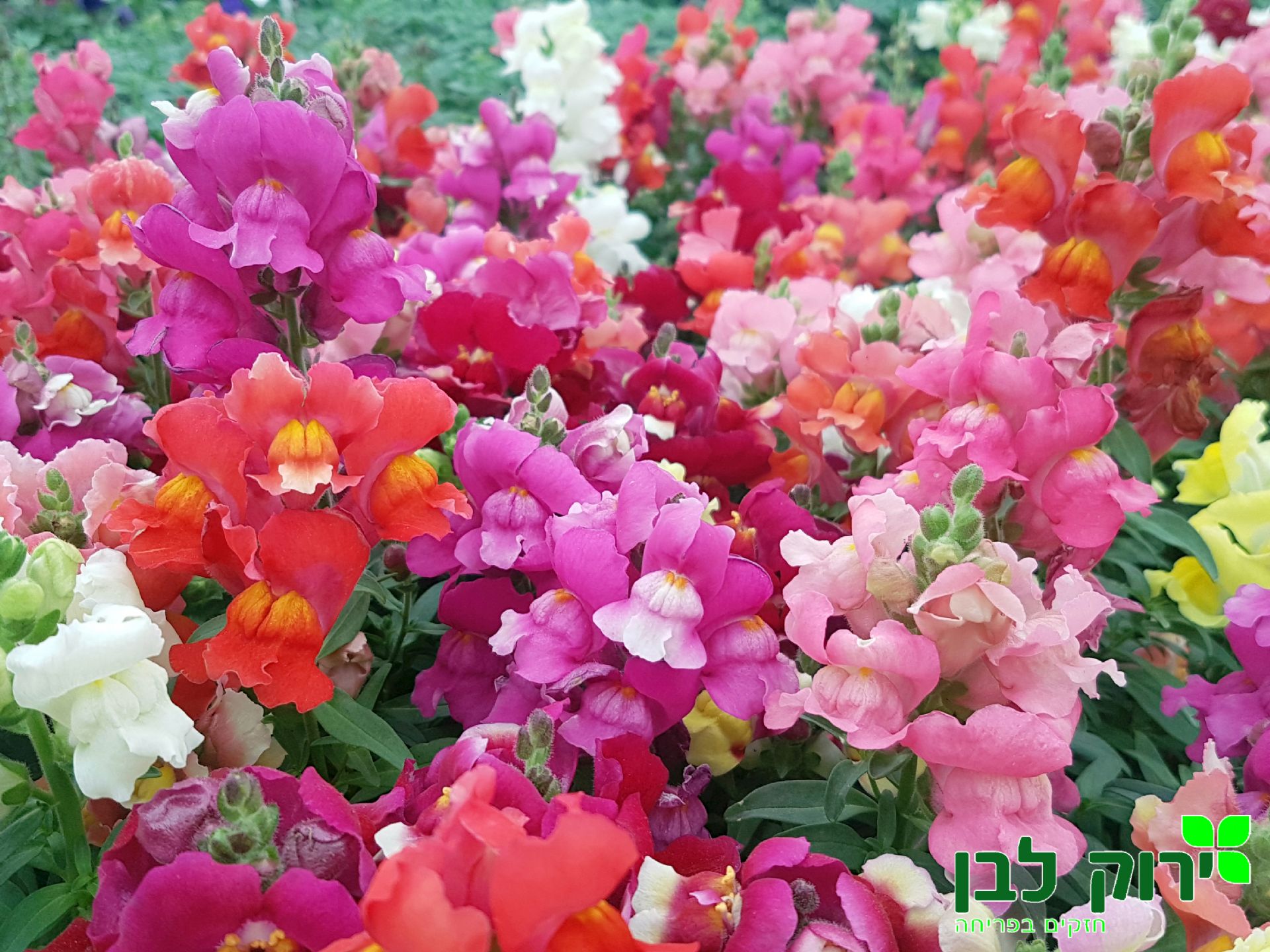 לוע הארי- נמוך