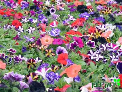 פטוניה זוחלת (מפלית)