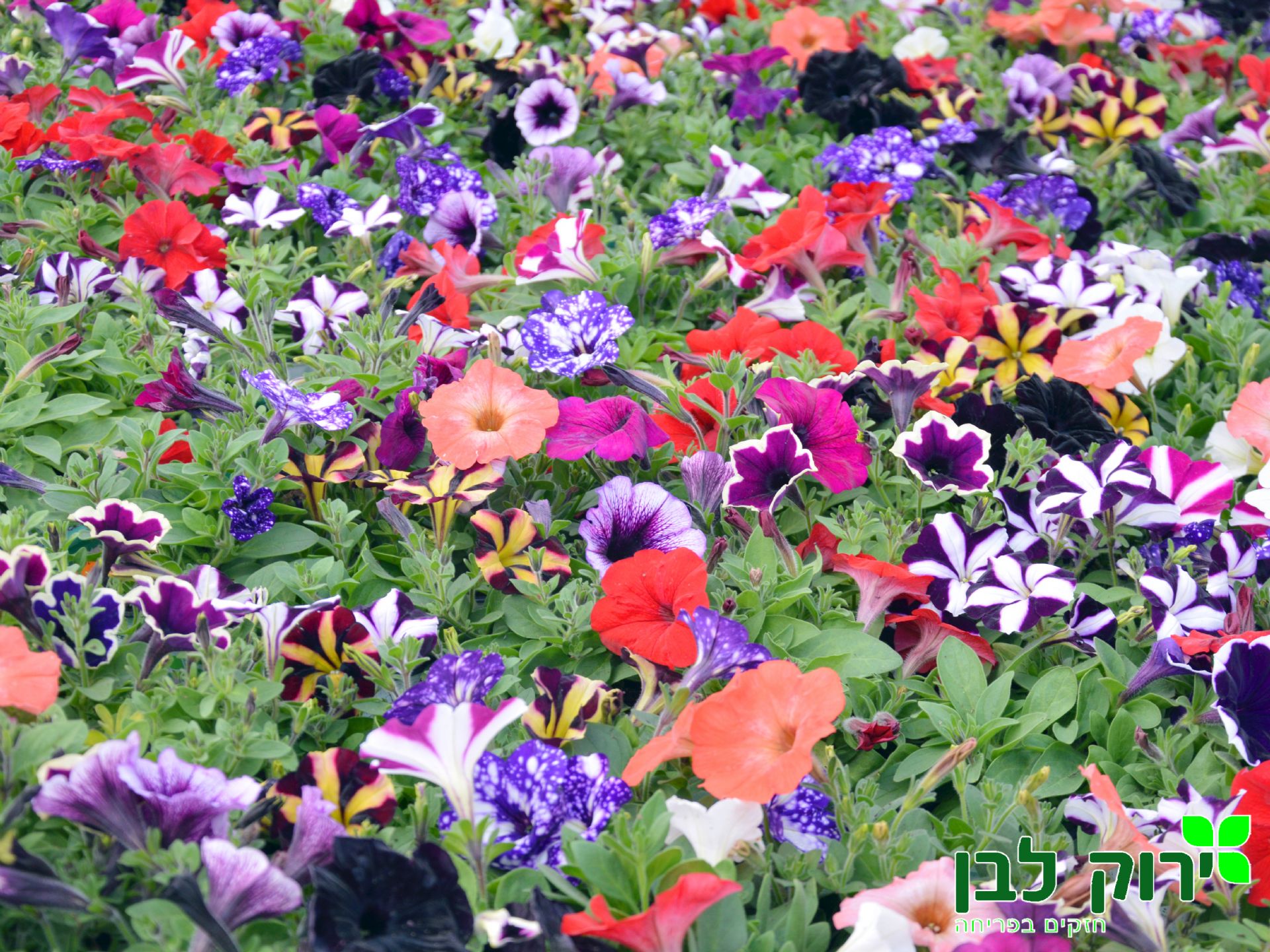 פטוניה זוחלת (מפלית)