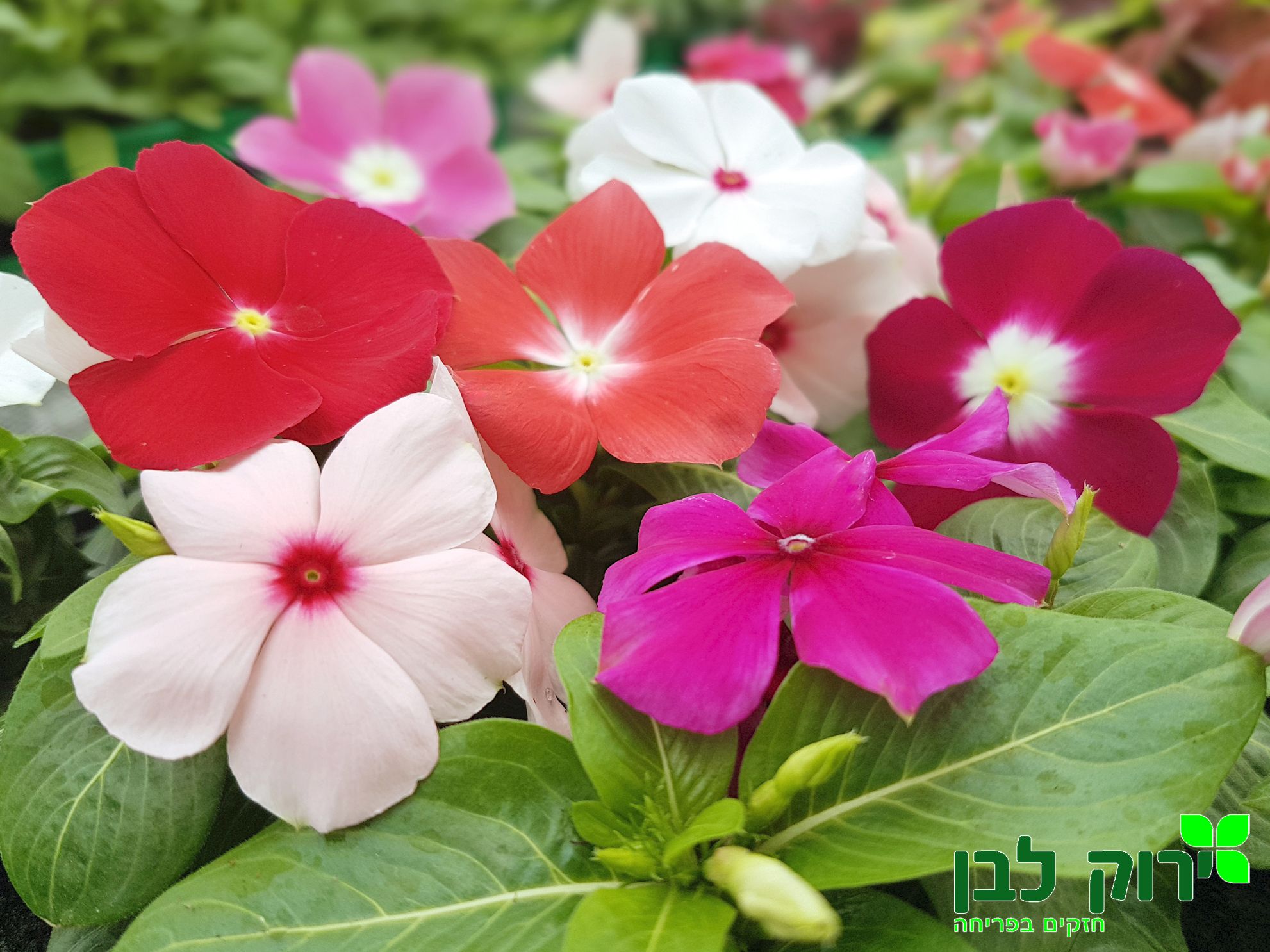 וינקה זקופה