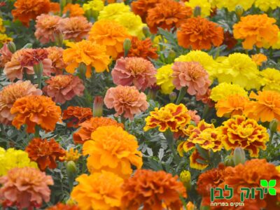 טגטס צרפתי- פרח מלא