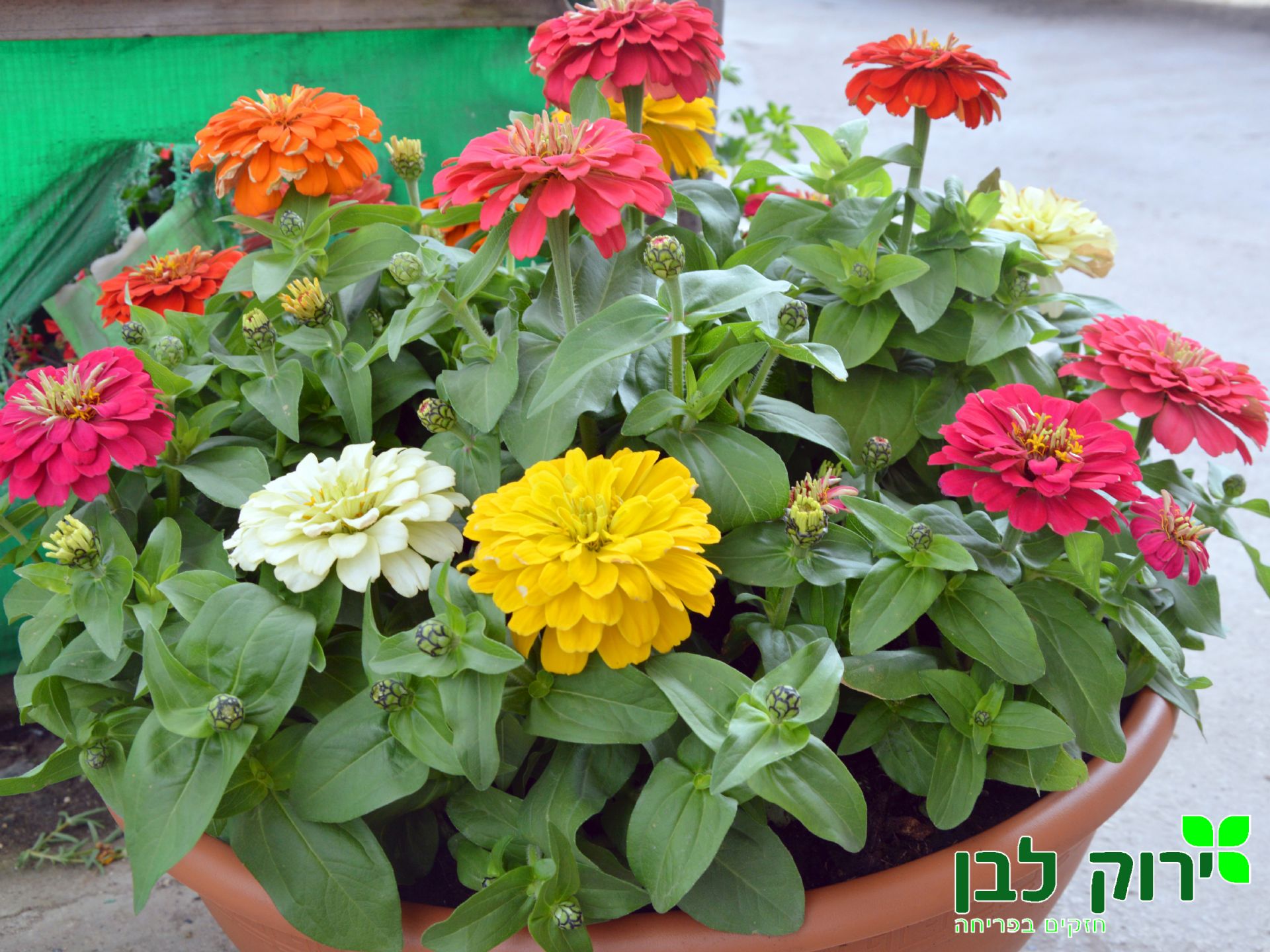 ציניה דרימלנד (ציניה נאה)