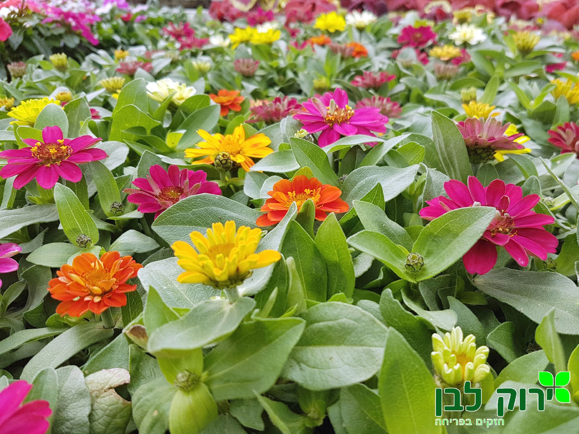 ציניה כדורית