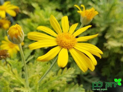 אריופס (עינן מסרקני)