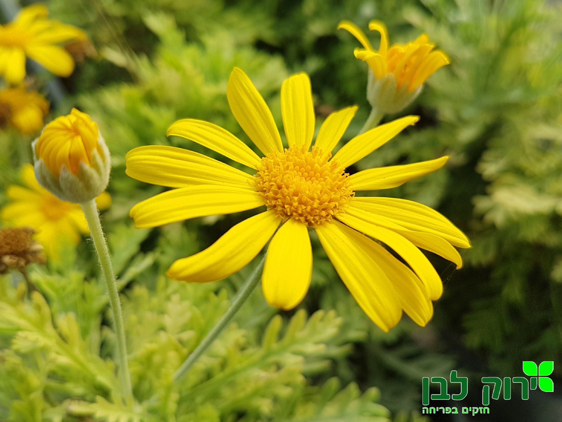 אריופס (עינן מסרקני)