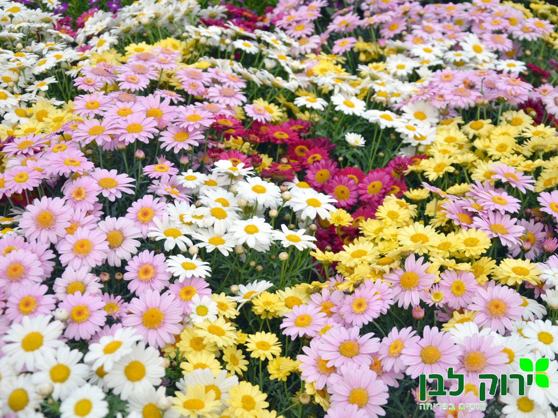 חרצית שיחית