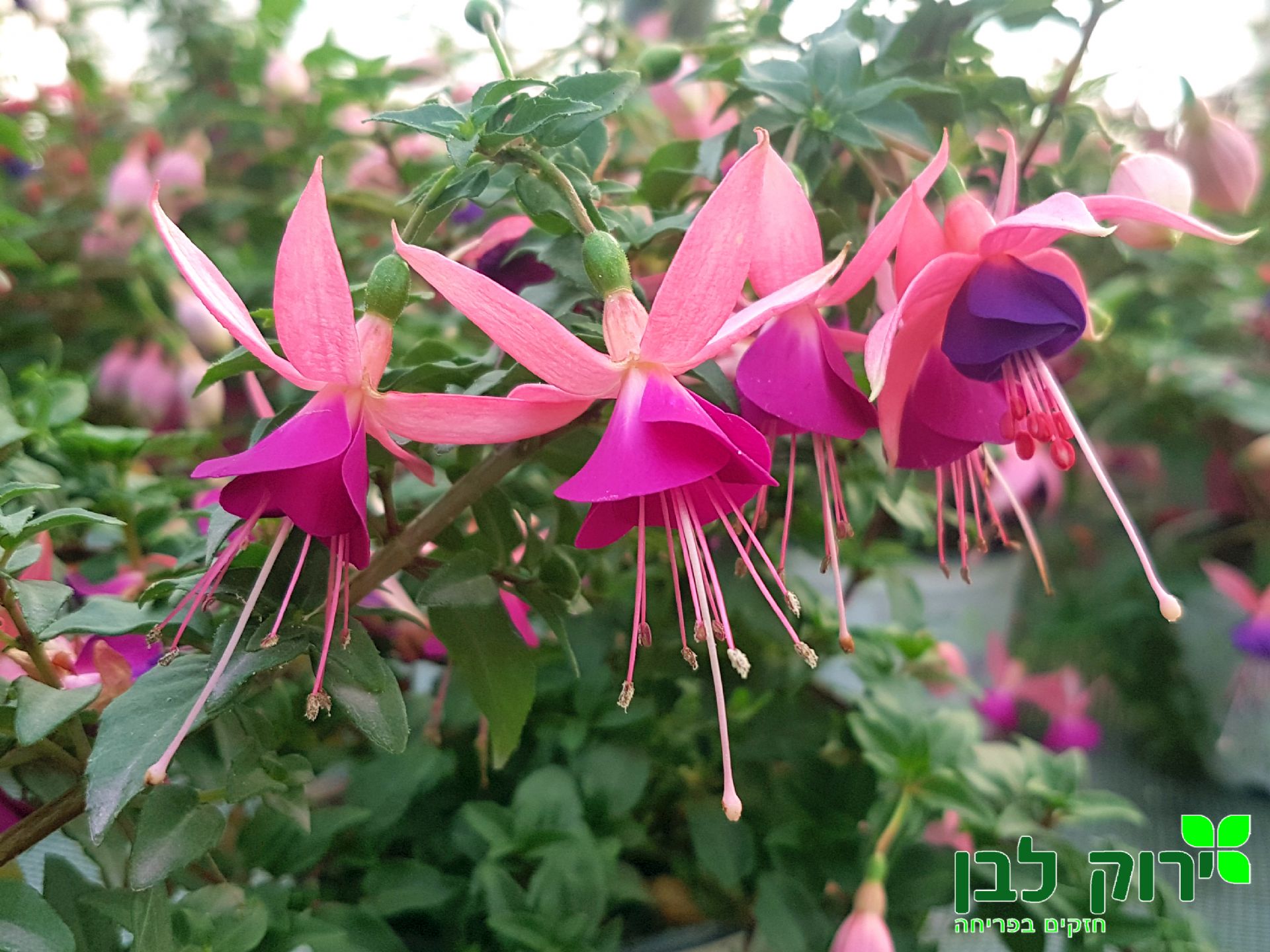 פוקסיה זקופה