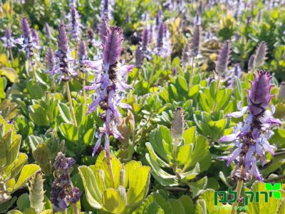 פלקטרנטוס שפתני