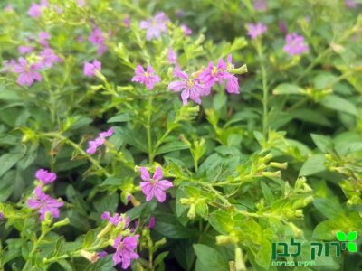 קופאה ננסית (קומפקטה)