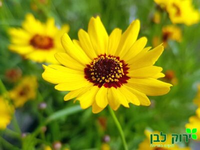 קוריאופסיס