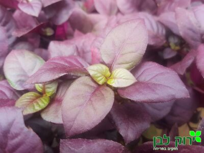 ביצן רובי ננסי