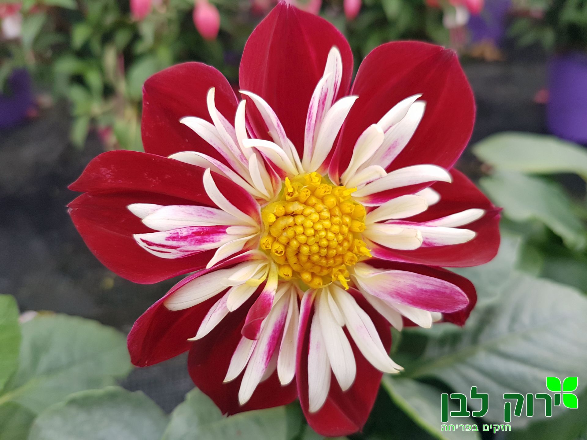 דליה הרלקווין