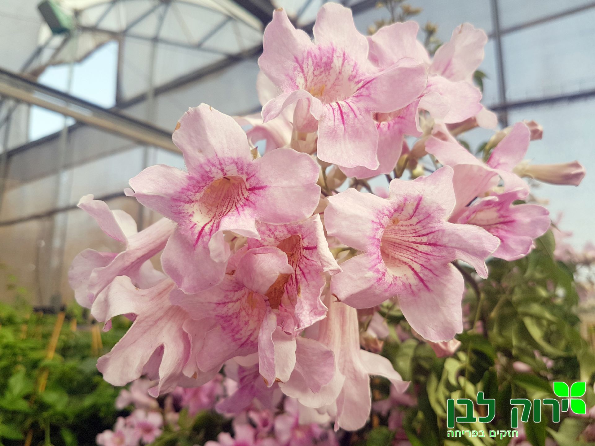 פודרנאה ורודה