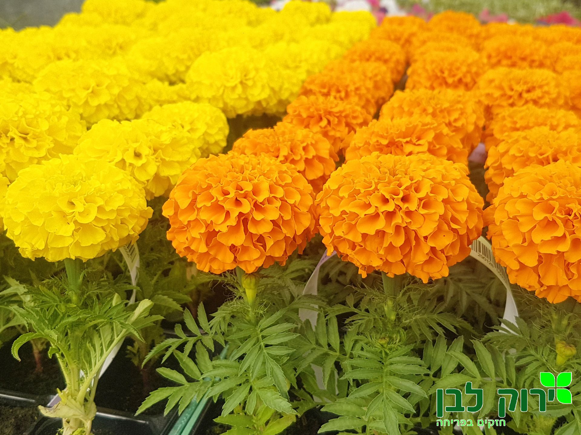 טגטס אמריקאי