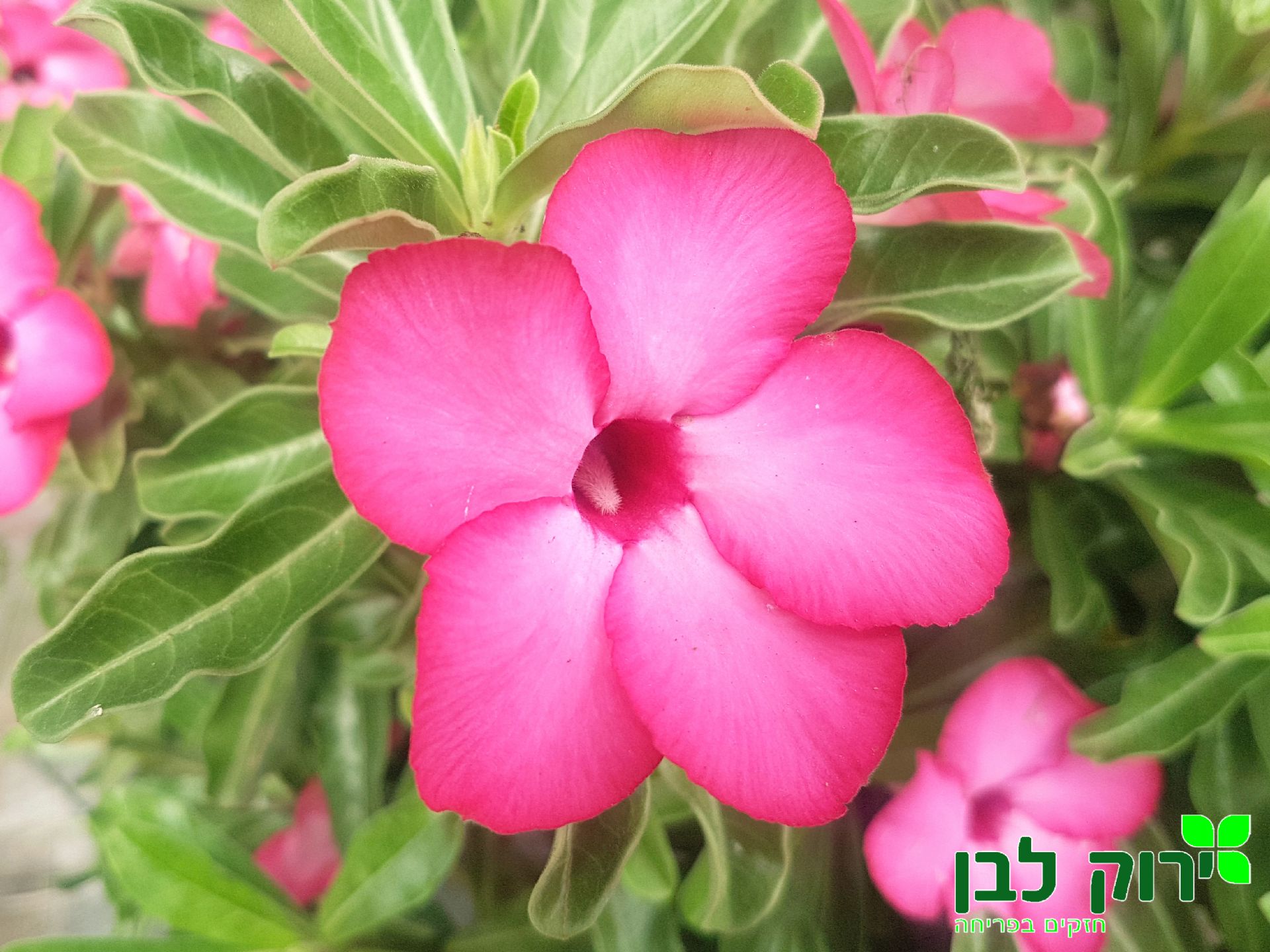 אדניום (שושנת המדבר)