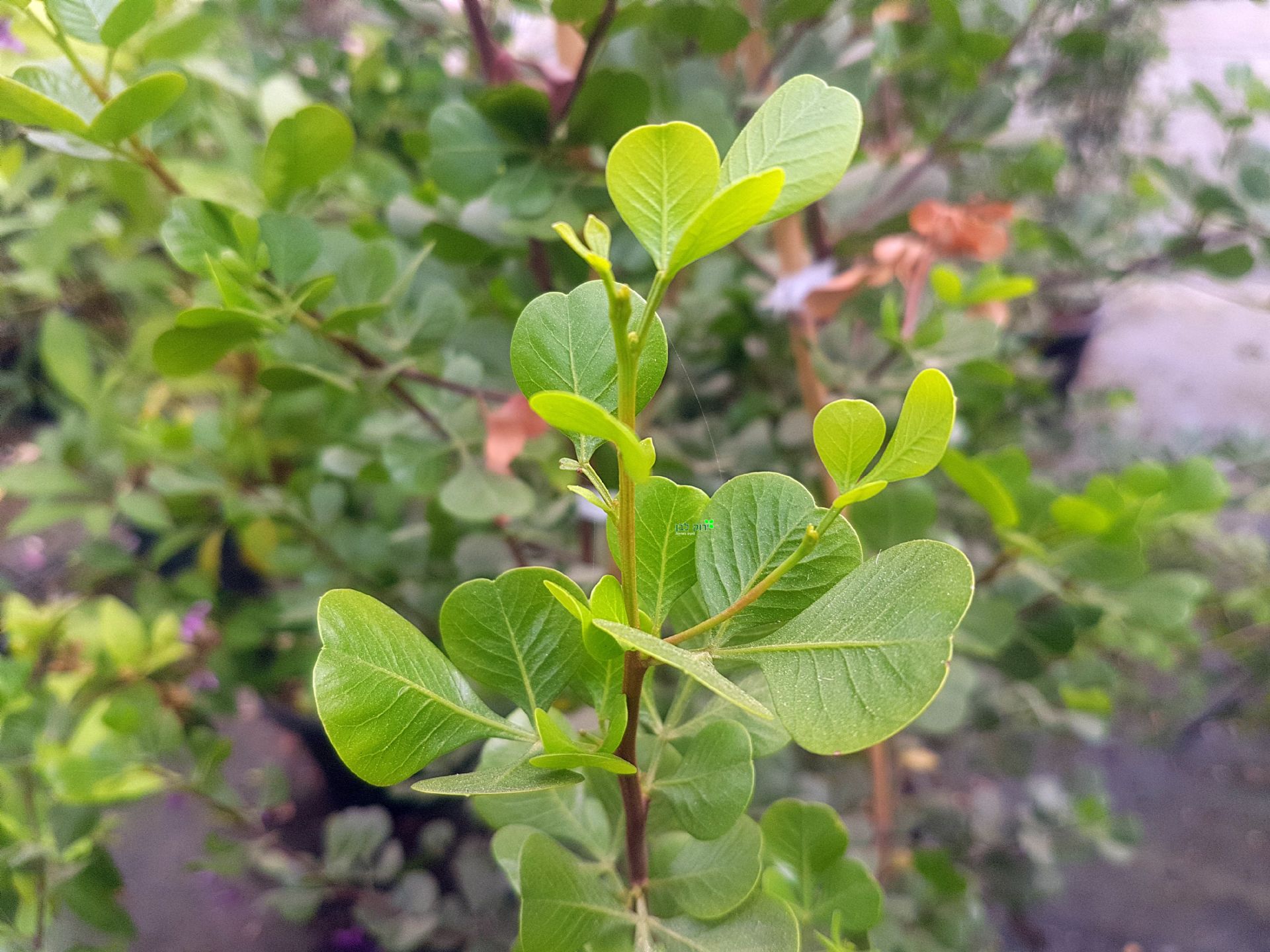 אוג גלאוקה (מכחיל)