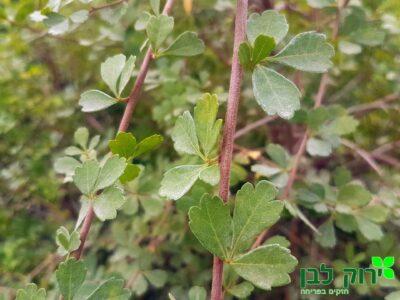 אוג חרוק מסולסל