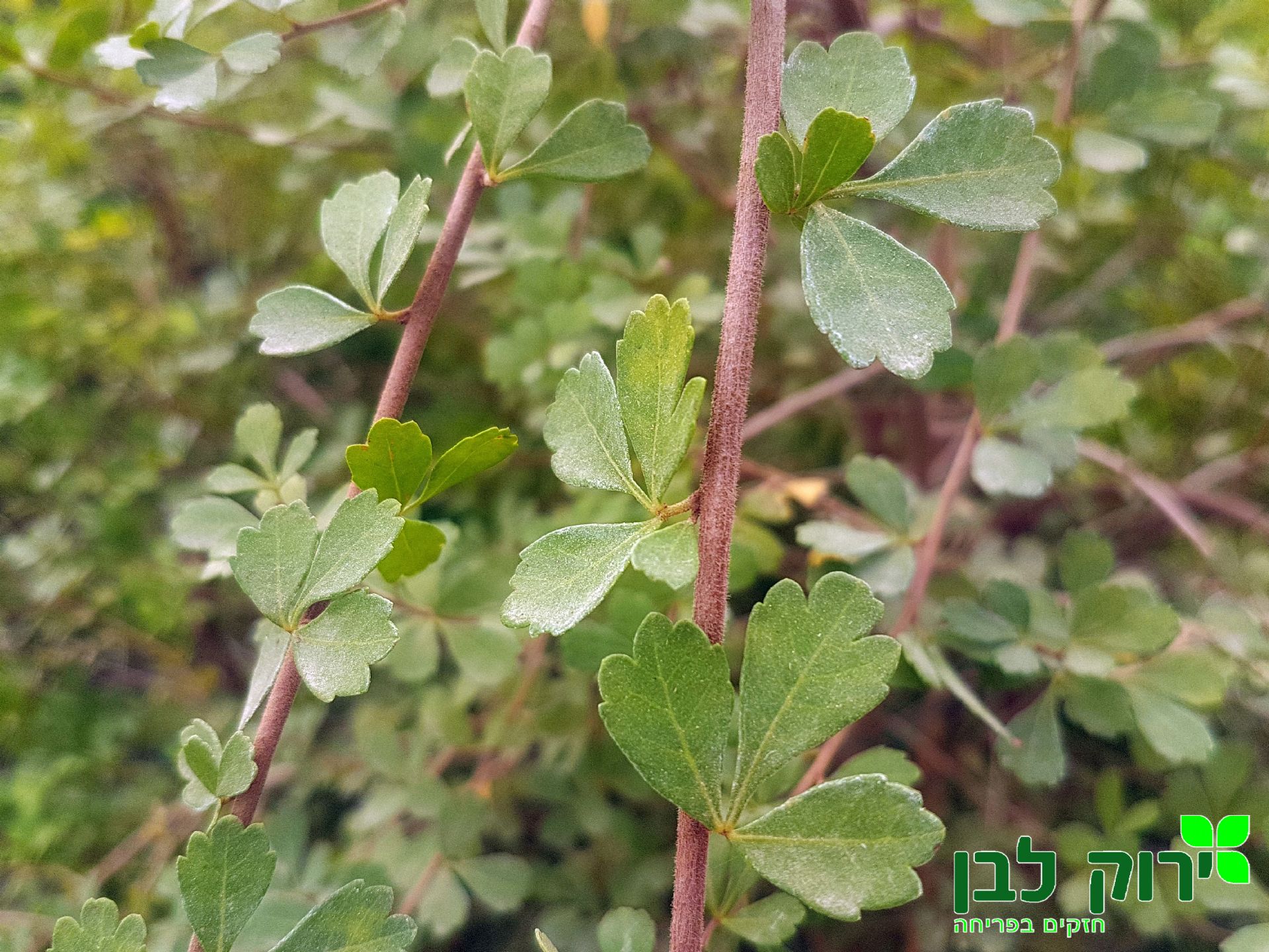 אוג חרוק מסולסל