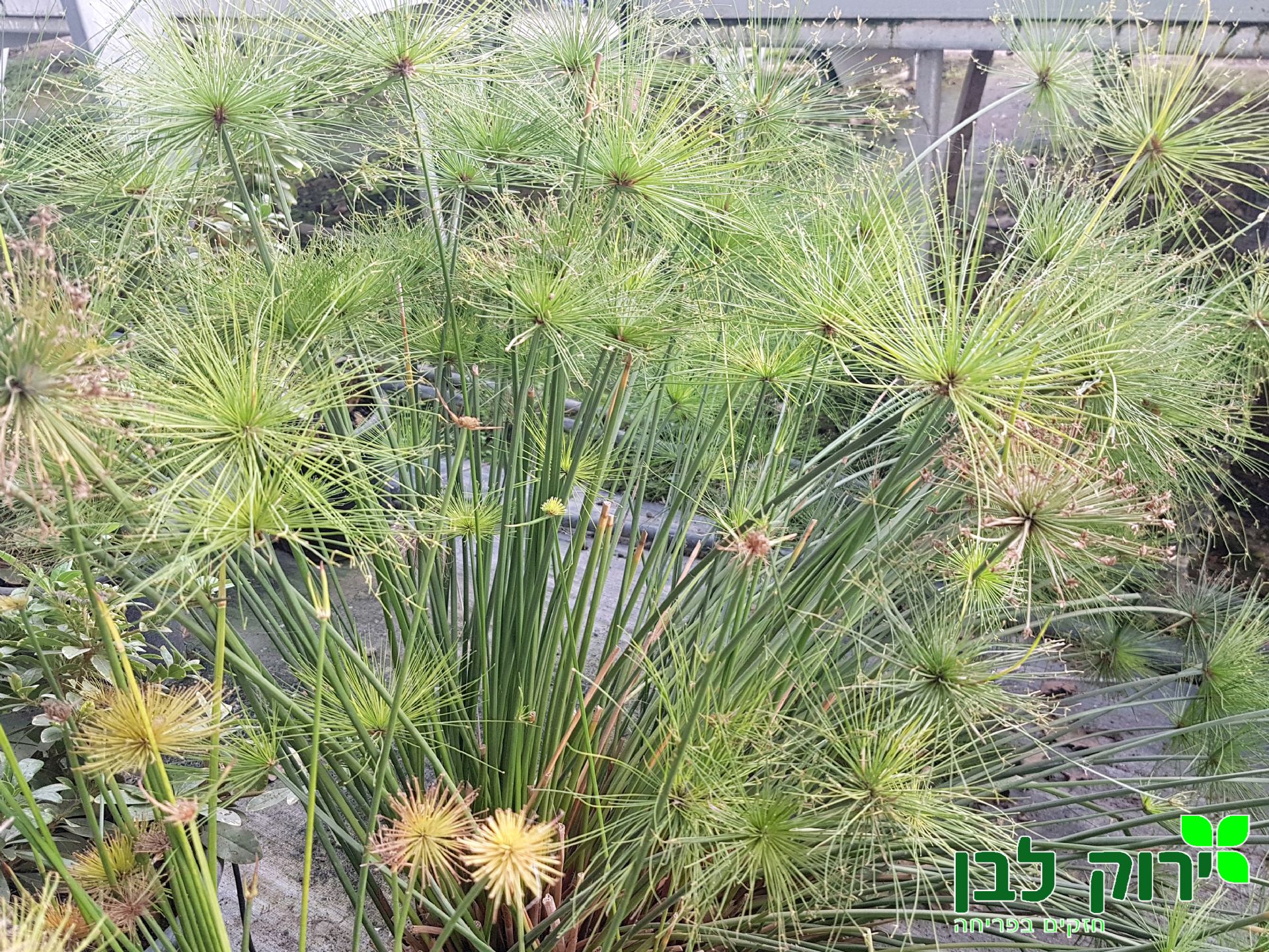 גומא פפירוס