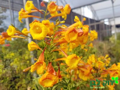 דק פרי- אורנג'