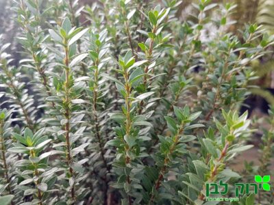 הדס טרנטיני