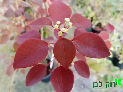 חלבלוב דמוי קוטינוס