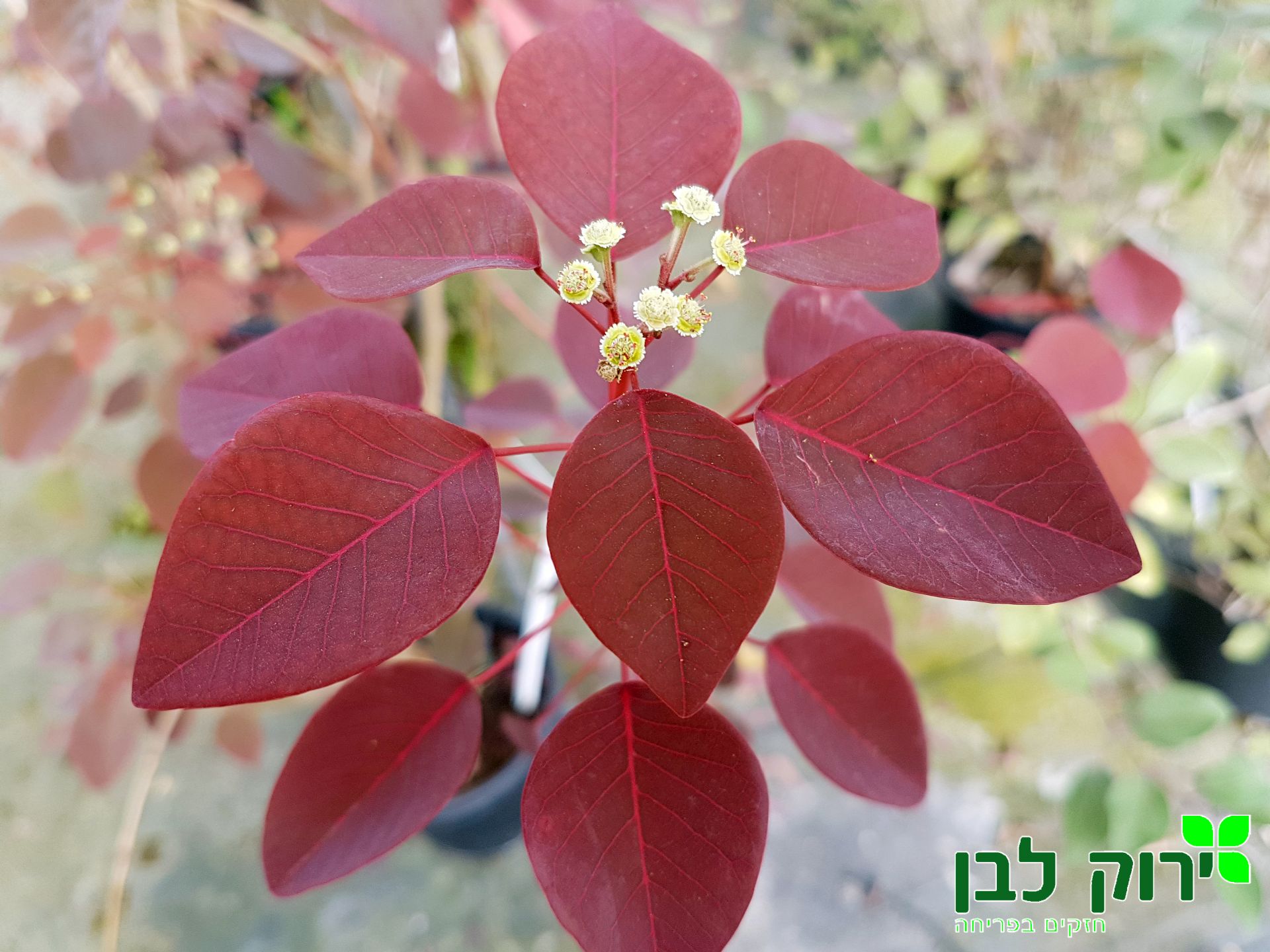 חלבלוב דמוי קוטינוס